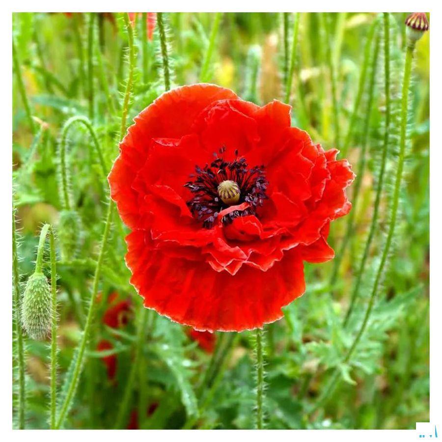 Slaap Ampullen 20x10 ml Fitoform  -  Bioholistic Diffusion