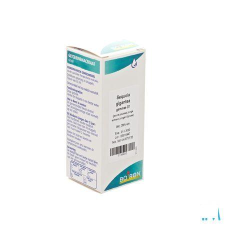 Sequoia Gigantea Gemmo D1 60 ml  -  Boiron