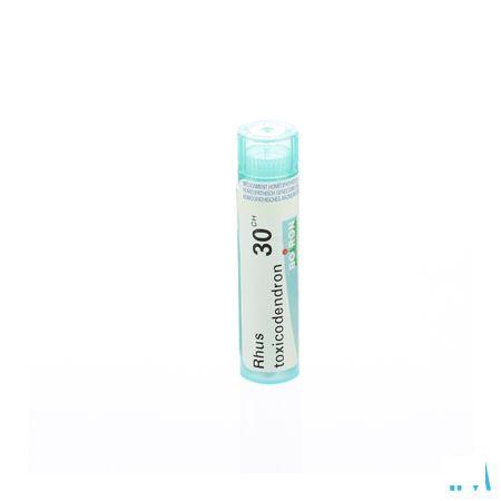 Rhus Toxicodendron 30CH Gr 4g  -  Boiron