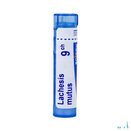 Lachesis Mutus 9CH Gl  -  Boiron