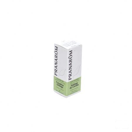 Solidage Du Canada Huile Essentielle 5 ml  -  Pranarom
